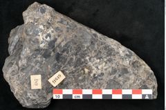 Foto (Detailansicht) von Nilssonia sp. (NHMW-GEO-2024-0188-11649)